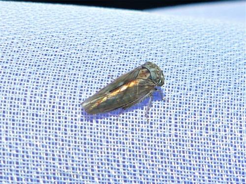 Idiocerus stigmaticalis